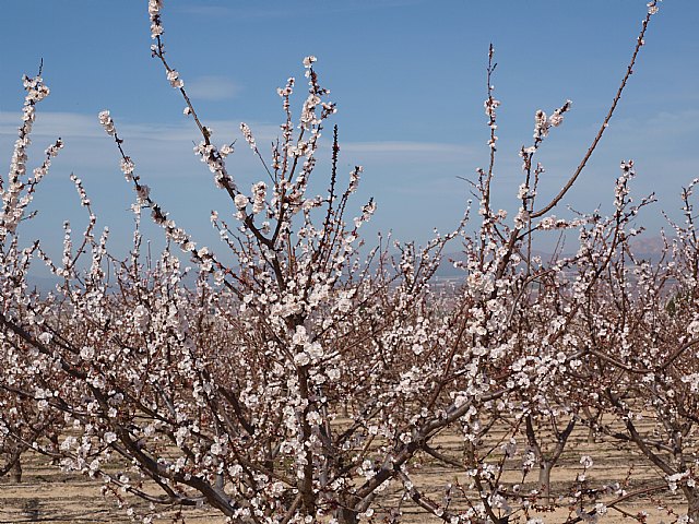 Floracin de Cieza -  El Caico - 8